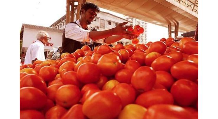 Government issues permits to import tomatoes
