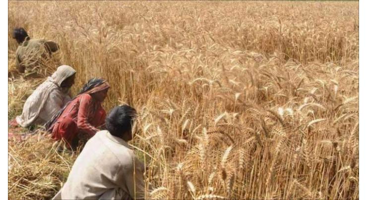 Farmers advised to complete wheat sowing by 30th
