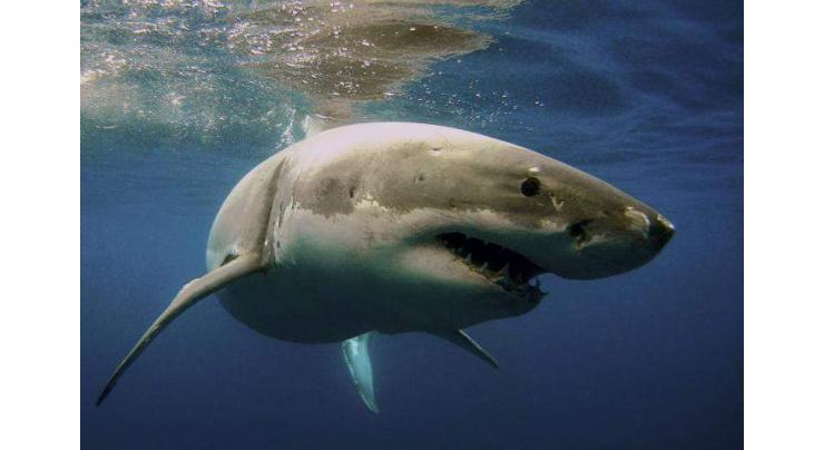 Material resistant to shark bites developed by Aussie scientists

