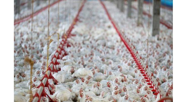 Hong Kong Authorizes Poultry Delivery From Entire Russian Territory - Russian Watchdog
