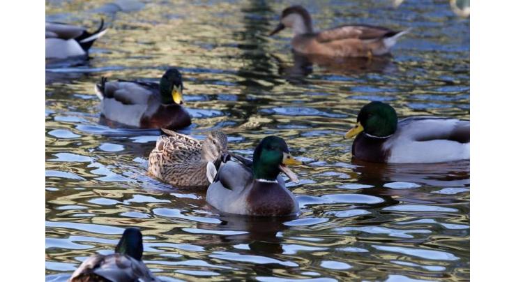 French ducks allowed to keep quacking... for now
