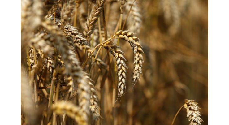 Farmers being given wheat seeds on concessionary rate
