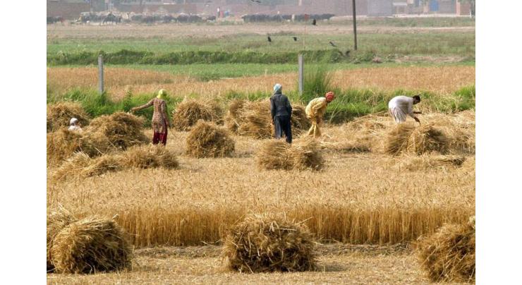 Agriculture can ensure Pakistan's economic stability
