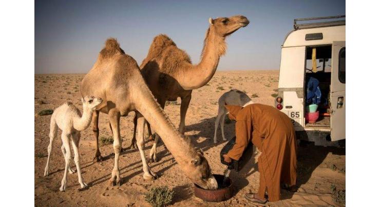 Camel herding in Western Sahara a passion with pedigree

