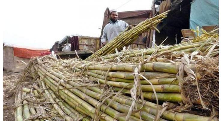 Growers demand Sindh govt to notify sugarcane price
