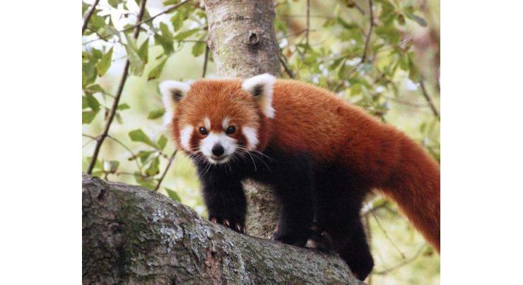 French zoo seeks red panda after breakout
