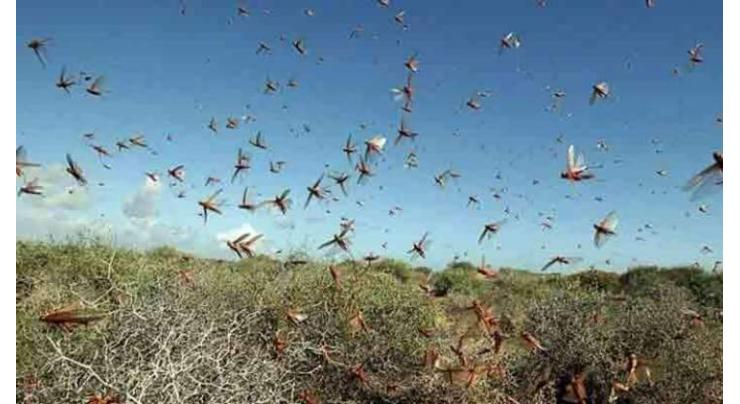 Minister directs agriculture department to cope locusts attack in Nasirabad
