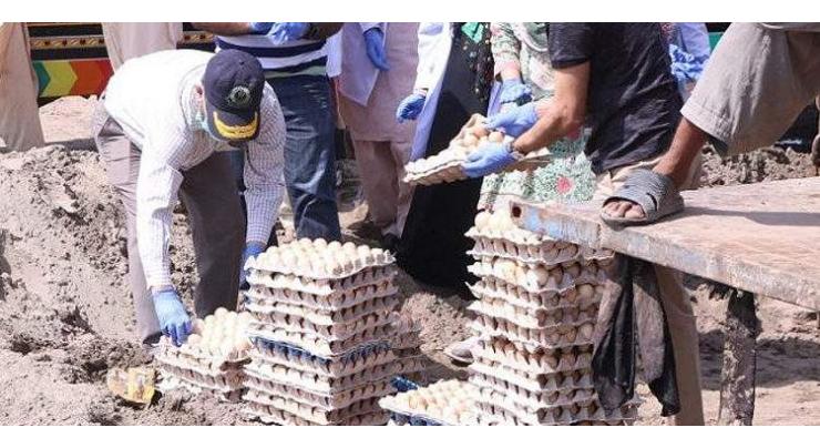 Punjab Food Authority discards 79,200 expired, putrid eggs
