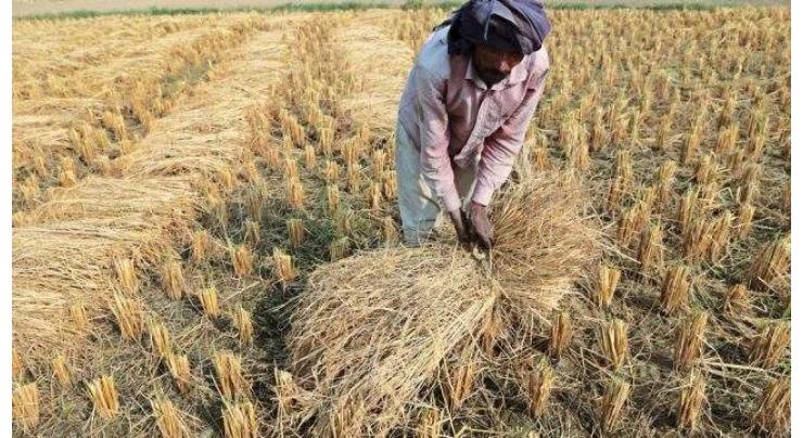 Agriculture experts advise farmers to complete wheat cultivation by Dec 15
