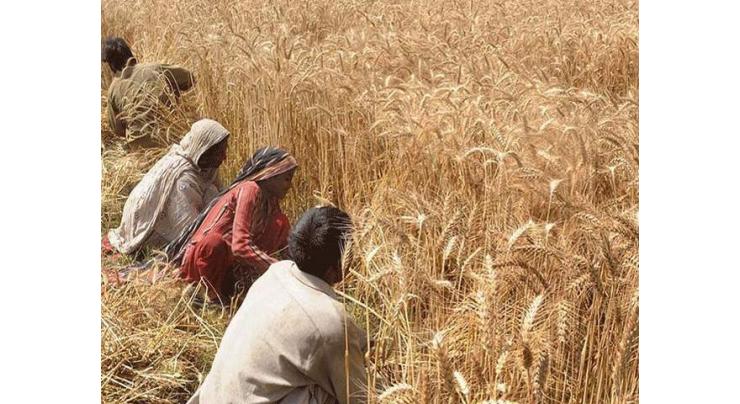 FAC advises farmers to vacate cotton fields for wheat sowing
