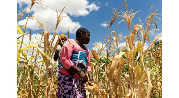 UN appeals for aid to help millions of Zimbabweans buy food
