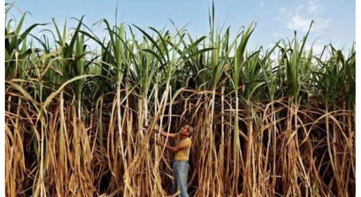 PPP Lawmaker demands increase in sugarcane price
