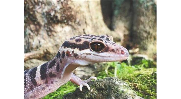 New gecko species discovered in south China
