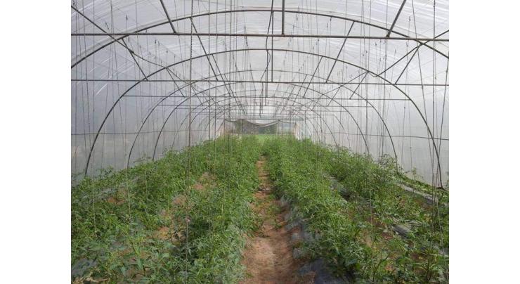 Cover vegetables nursery by tunnel to save it from frost
