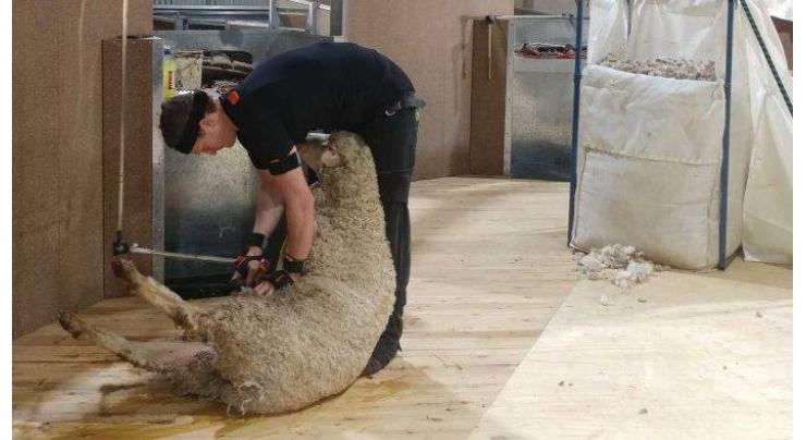 Aussie sheep shearers use wearable sensors to prevent injuries
