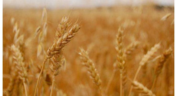 Country to achieve bumper wheat crop during current season
