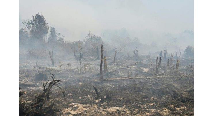 Indonesia hit with $5.2 billion in forest-fire losses: World Bank
