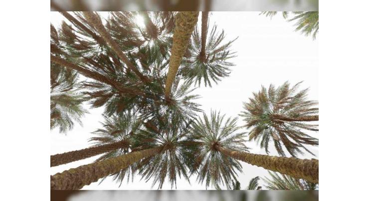 Palm tree added to UNESCO’s &#039;Representative List of Intangible Cultural Heritage&#039;