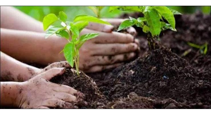 Tree plantation launched in city
