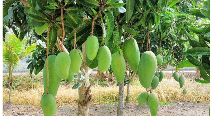 UHD plantation vital to promote mango,enhance growers income

