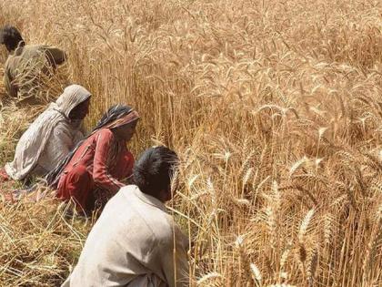 FAC advises farmers to vacate cotton fields for wheat sowing
