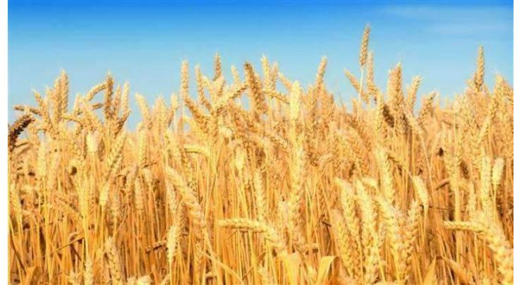 Rain's spell to boost wheat, oil seed pulses production: Experts
