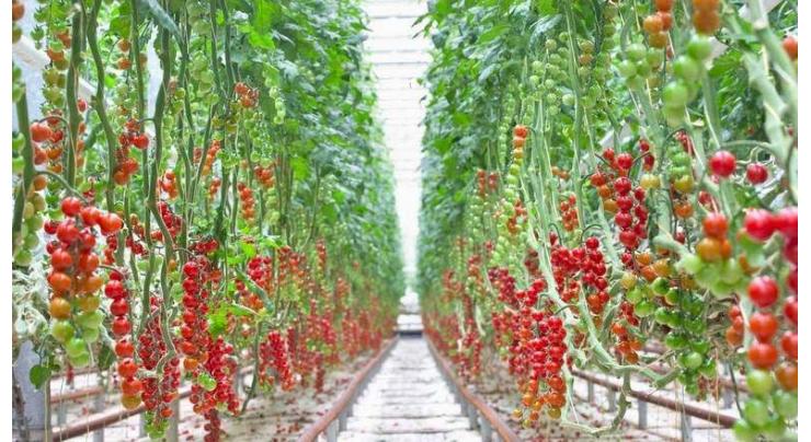Commercial-scale indoor tomato farm to open in Abu Dhabi