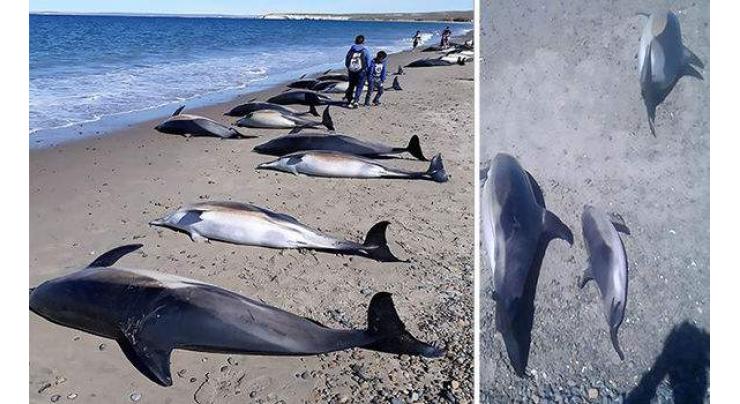 Rare deep sea dolphins wash up on Aussie beach baffling scientists
