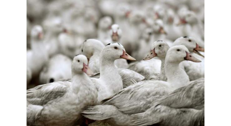 Czechs detect bird flu as new Europe outbreak feared
