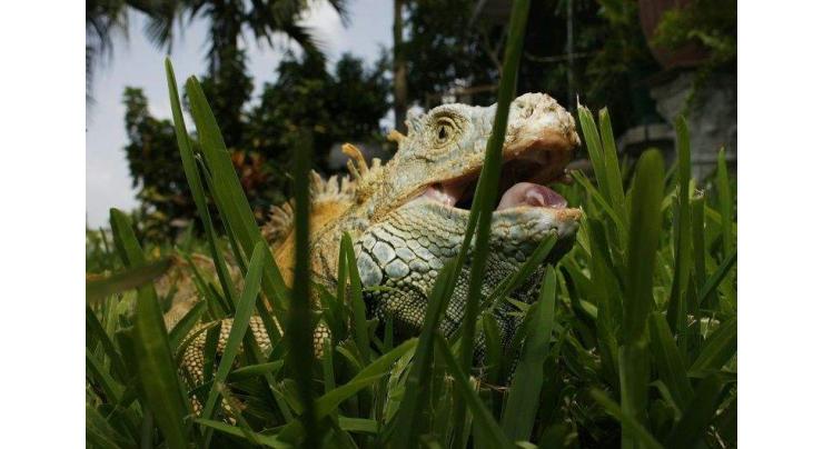 'They're not dead': Falling iguana alert in Florida amid cold snap

