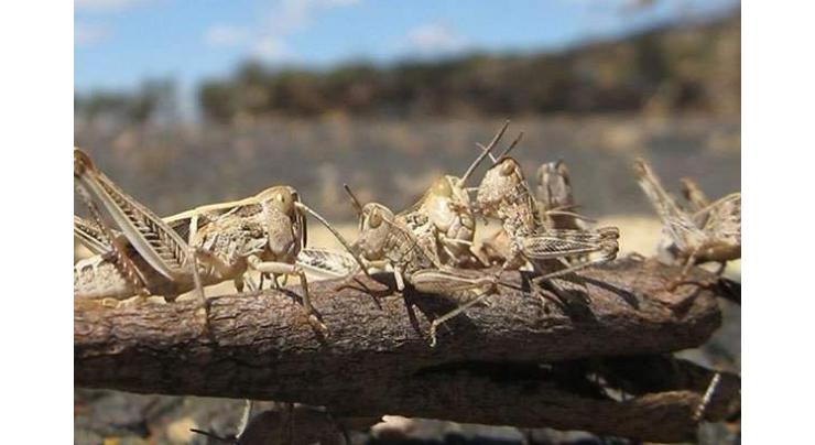 Risk of Locust attack; order released to stay alert to Agri. Department:
