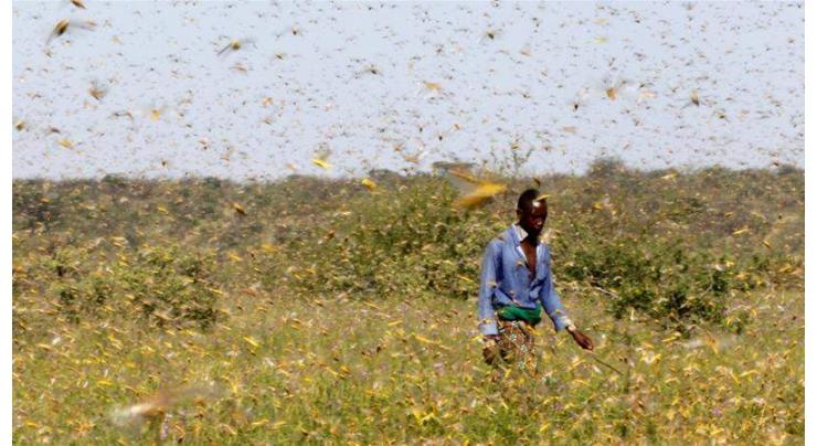 Commissioner for elimination of locust at every cost
