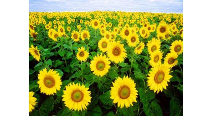 Agriculture deptt seeking applications from sunflower growers
