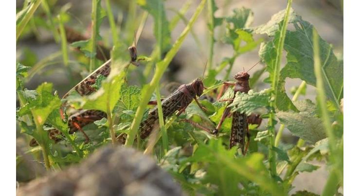 Agriculture Dept starts spray against locusts in Dera Islamil Khan  
