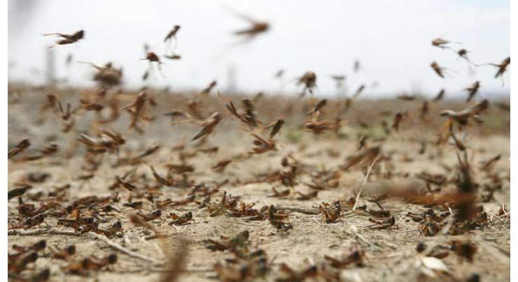 Farmers Advisory Committee meeting stresses solid steps to tackle locust threat in cotton season 2020
