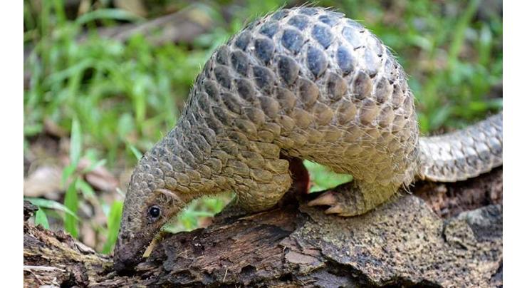 Pangolin identified as potential link for coronavirus spread
