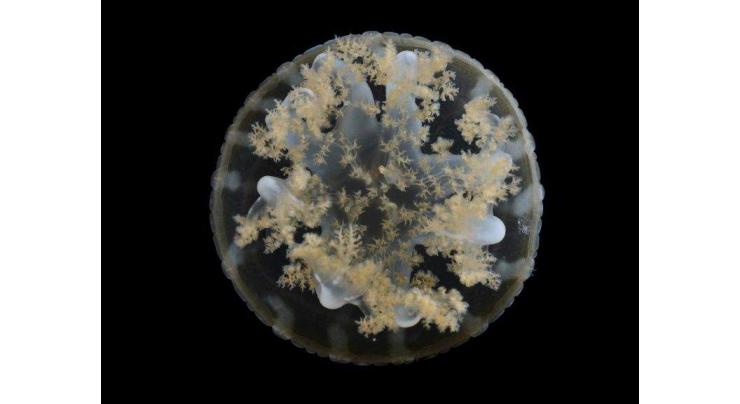 Jellyfish hurl venom 'grenades' to snare prey
