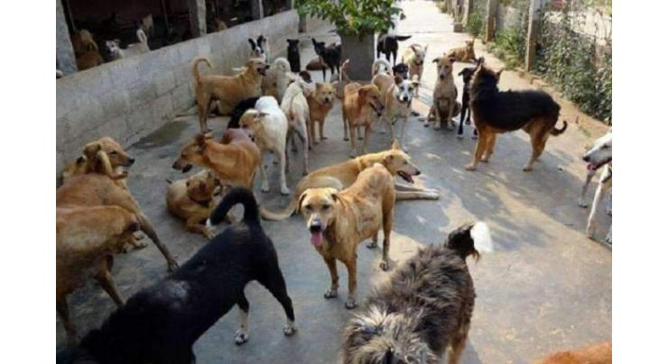 Campaign launched against stray dogs in Sukkur
