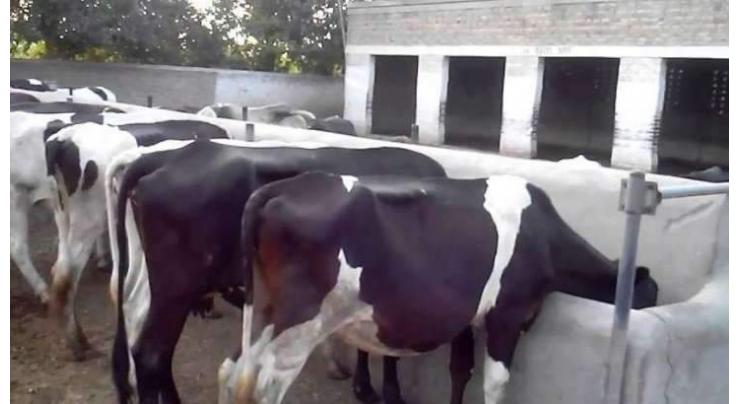 Rs 56000 fine imposed on 14 cattle pen owners
