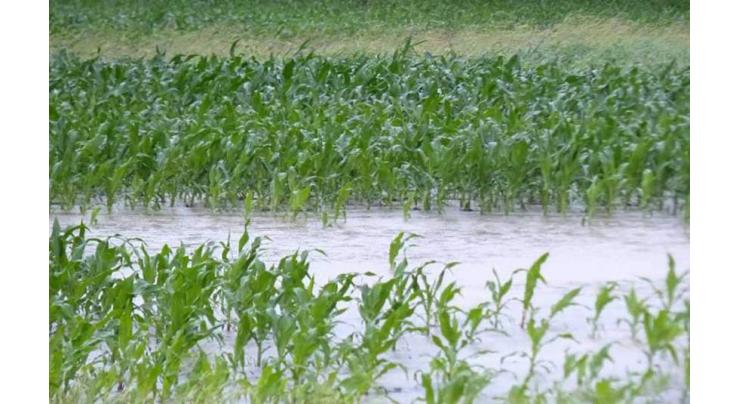 Prevailing rain spell have positive impact on crops
