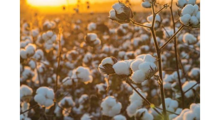 CRRI grown cotton tops in Punjab, KPK, stands first in Pakistan
