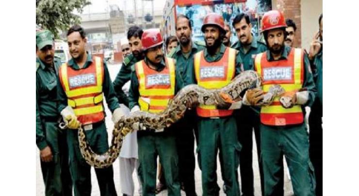 Rescue 1122 catches 6 feet snake from school in Jhang
