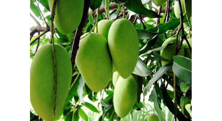 Commissioner Multan for comprehensive strategy to promote mango plant
