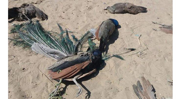 50 peacocks died in Tharparkar in Feb
