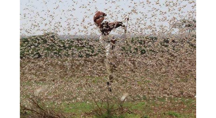 FAO to provide GPS facility for locust affected areas
