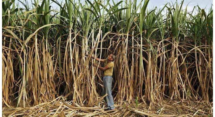 Sugarcane cultivation should be started immediately
