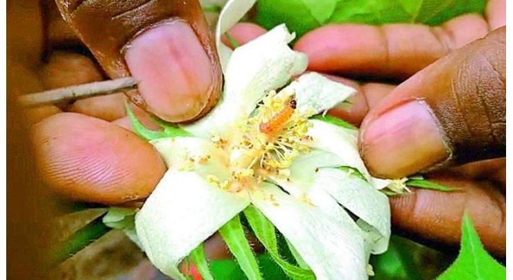 Awareness starts against attack of pink bollworm on cotton
