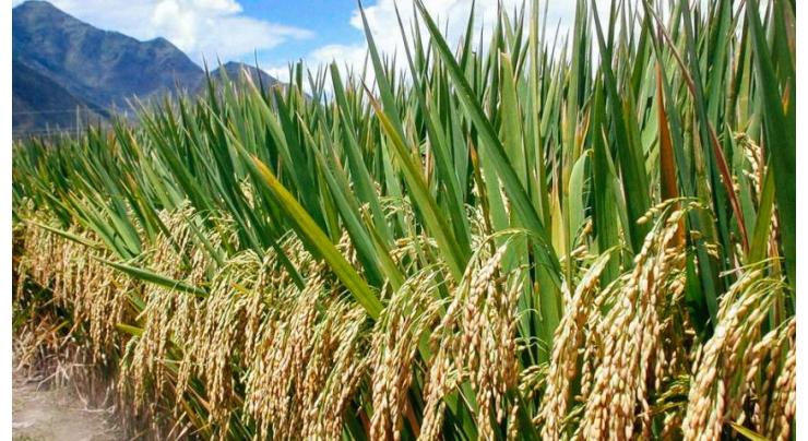 Initiative to boost rice yield thru mechanized farming
