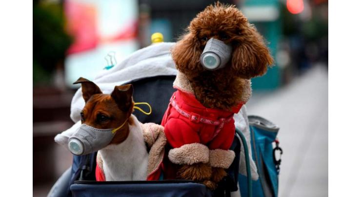 Hong Kong pets face coronavirus quarantine after dog tests positive
