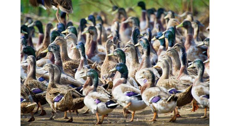 Chinese experts mull using duck legion to help Pakistan wipe out locust plague

